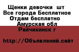 Щенки девочки 4шт - Все города Бесплатное » Отдам бесплатно   . Амурская обл.,Райчихинск г.